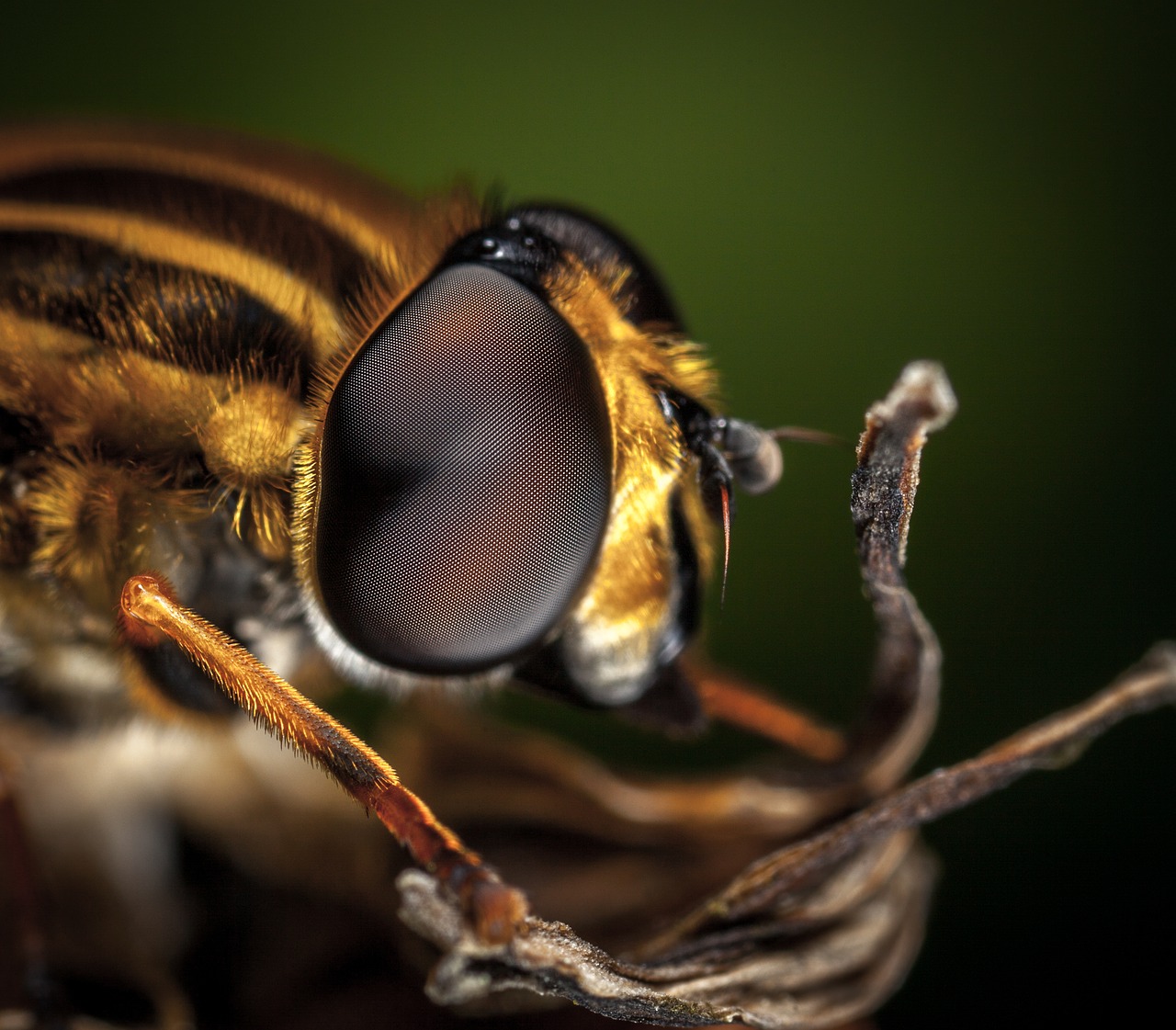 Image - insect fly nature living nature