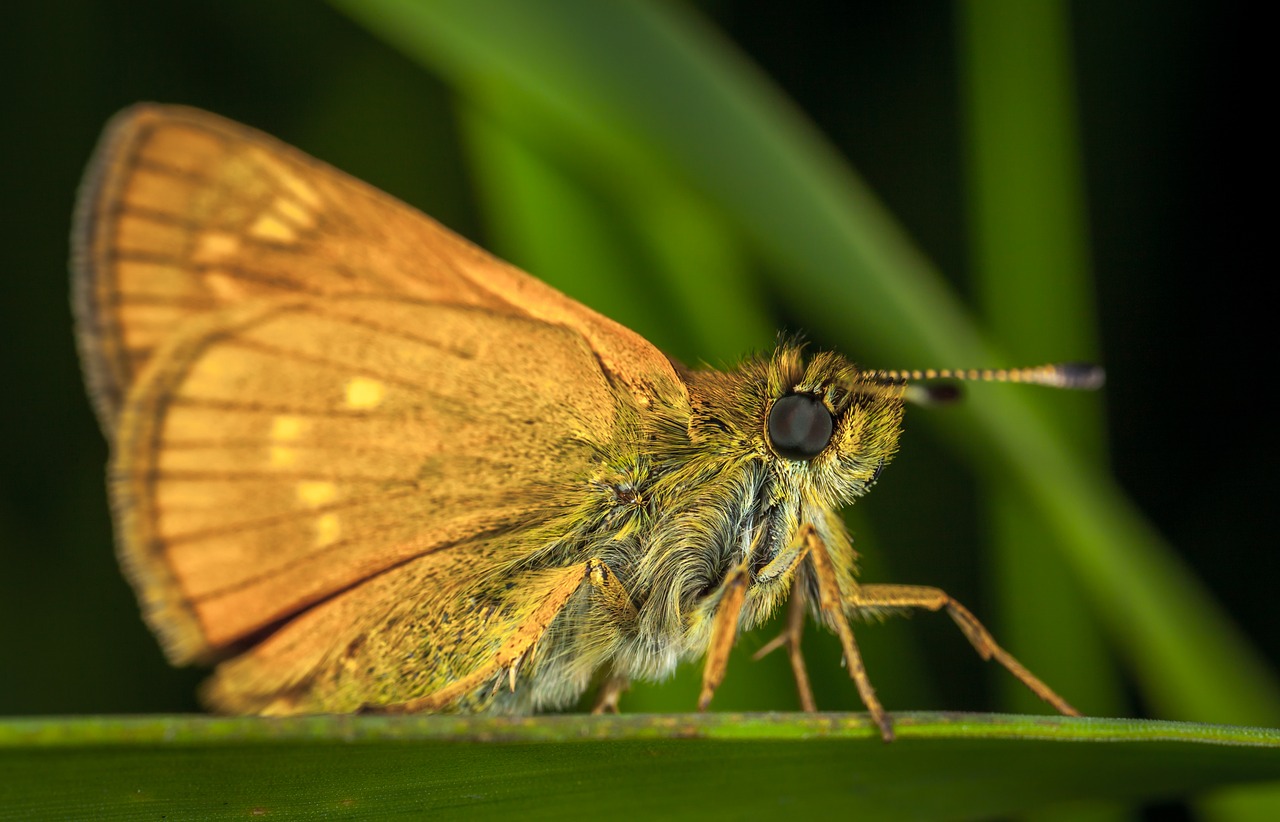 Image - insect butterfly nature