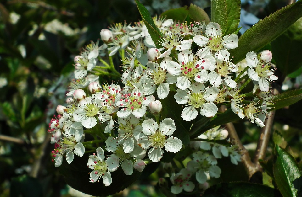 Image - nature flower leaf fruit tree