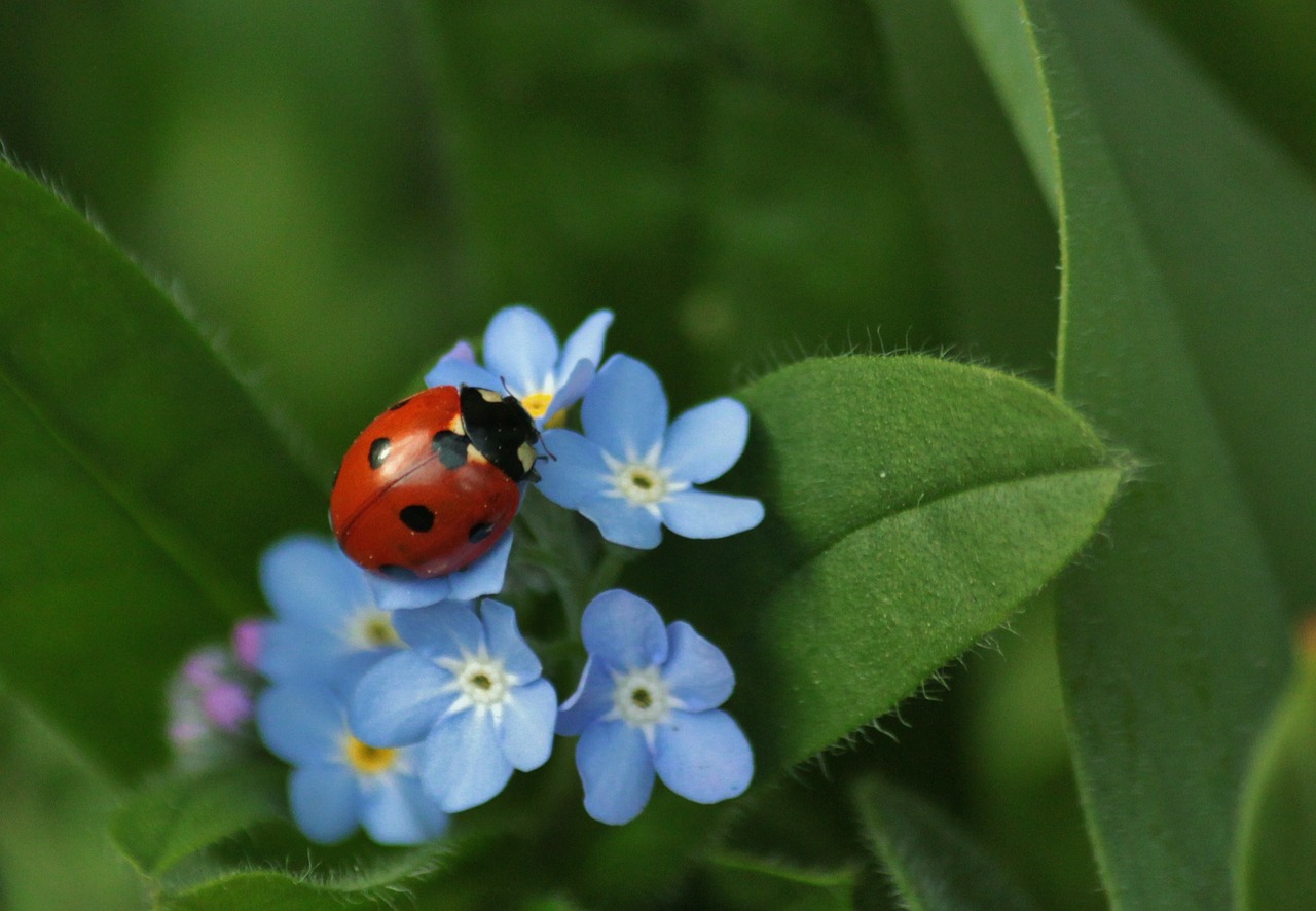 Image - ladybug insect animals close macro