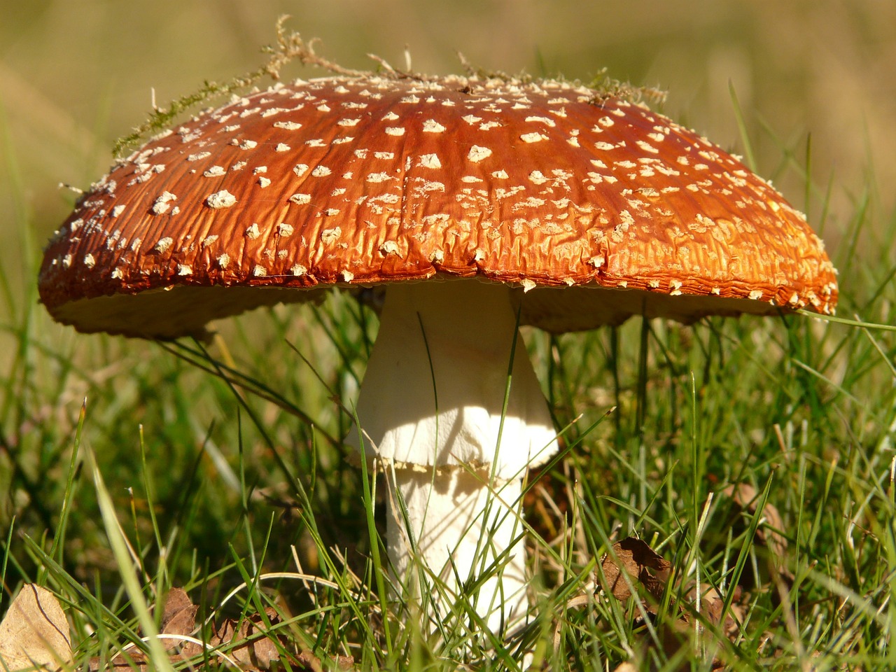 Image - fly agaric mushroom gift toxic