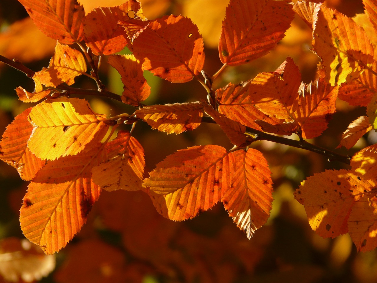 Image - autumn forest tree branch leaves