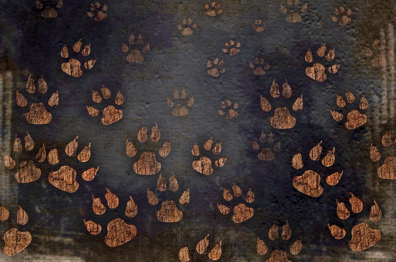 Image - dog paw print pet cat walk