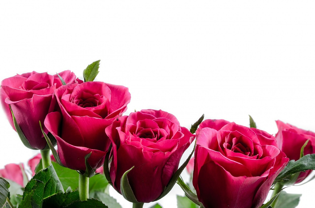 Image - flower flowers rose love