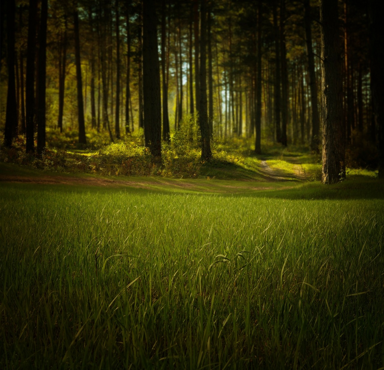 Image - forest nature trees grass fantasy