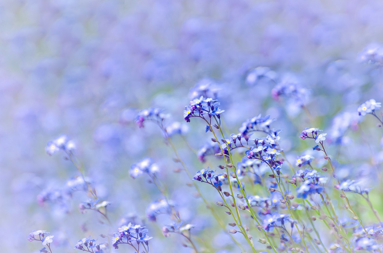 Image - spring background flower purple