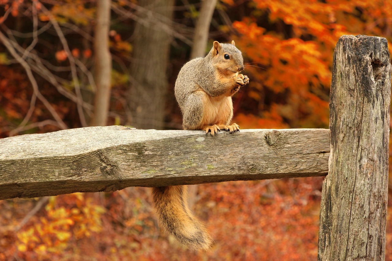Image - squirrel tail bushy tail forest