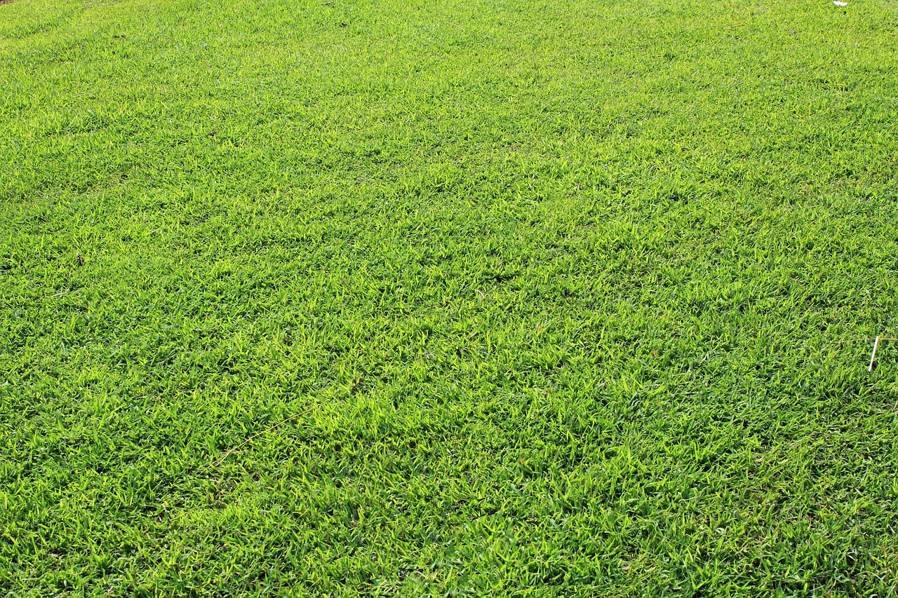 Image - grass background grass background