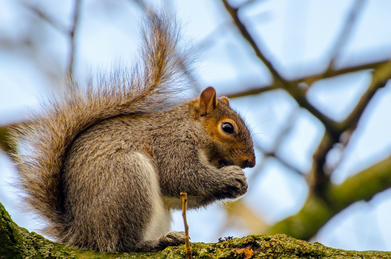 Image - animal squirrel tree mammal paw