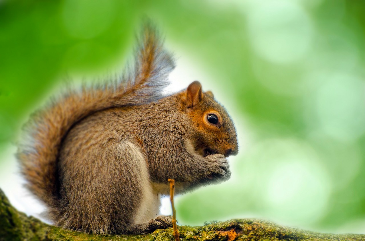 Image - animal squirrel tree mammal paw