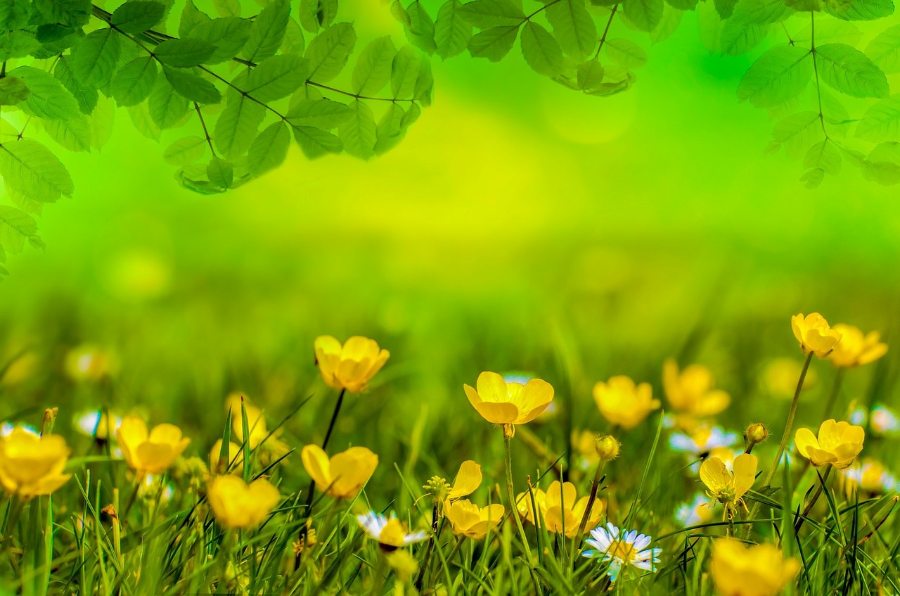 Image - spring background flower field