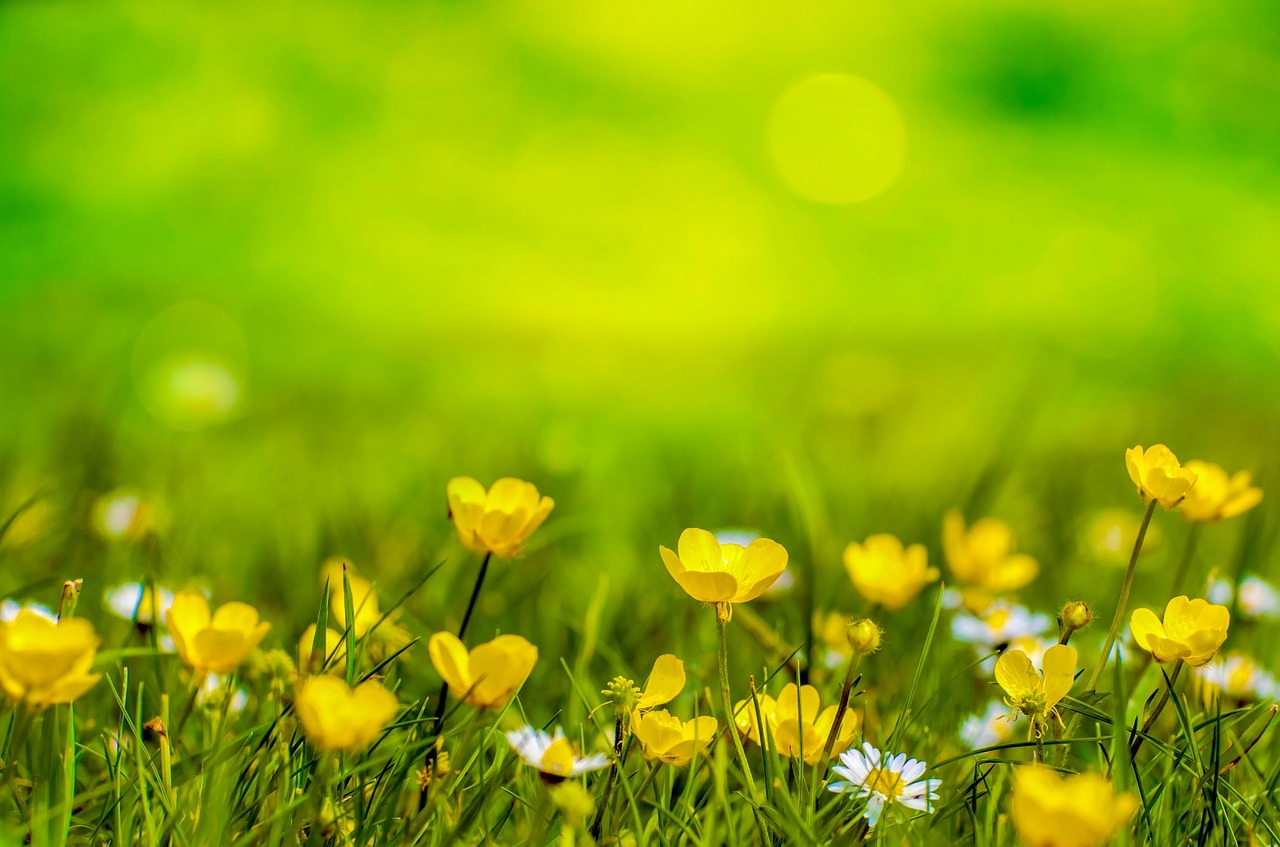 Image - spring background flower yellow