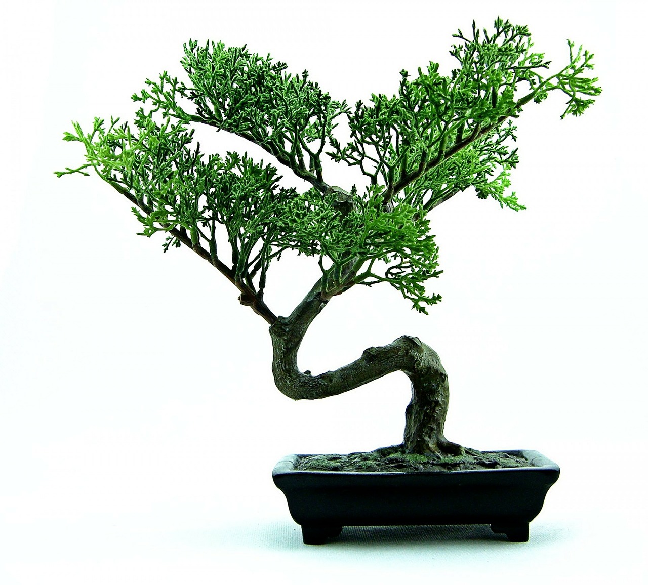 Image - bonsai tree green plant small