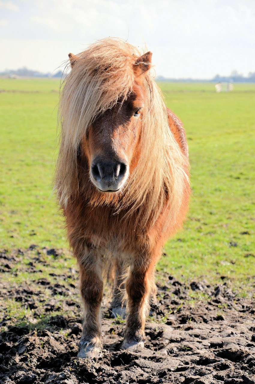 Image - pony horse horses animal stallion