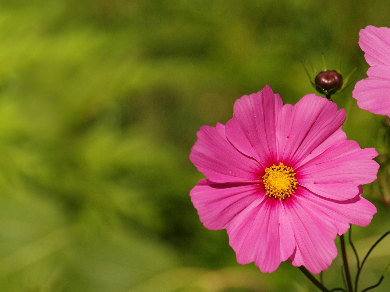 Image - background flower floral garden