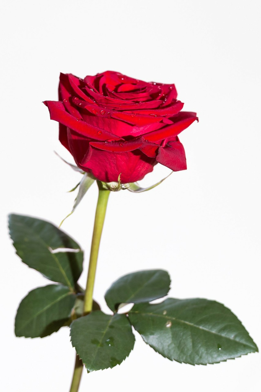 Image - rose plant flower nature woman