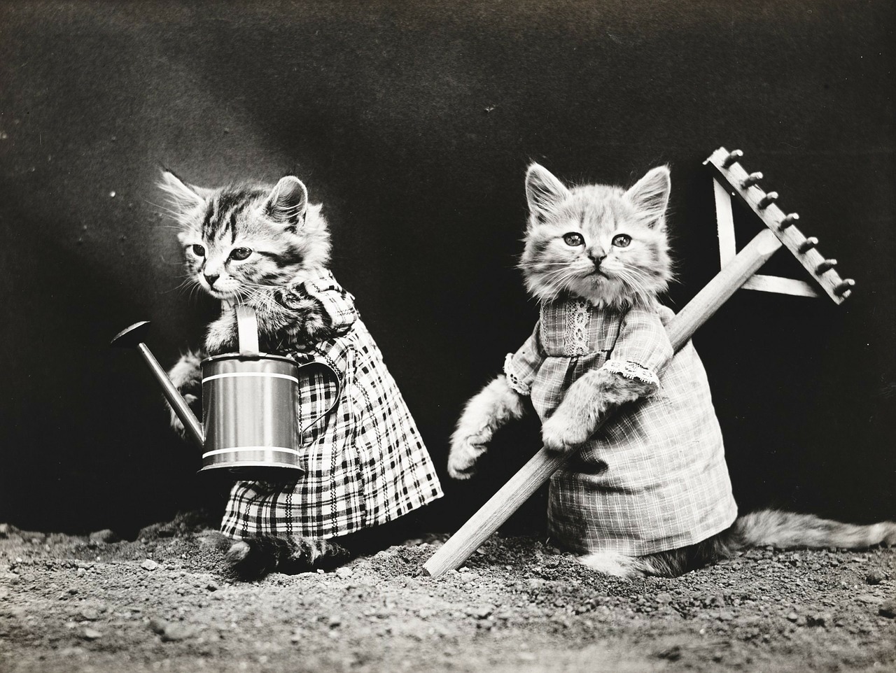 Image - cat cats kitten kittens dressed