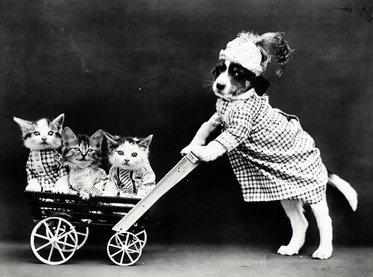 Image - kitten kittens cat cats dog puppy