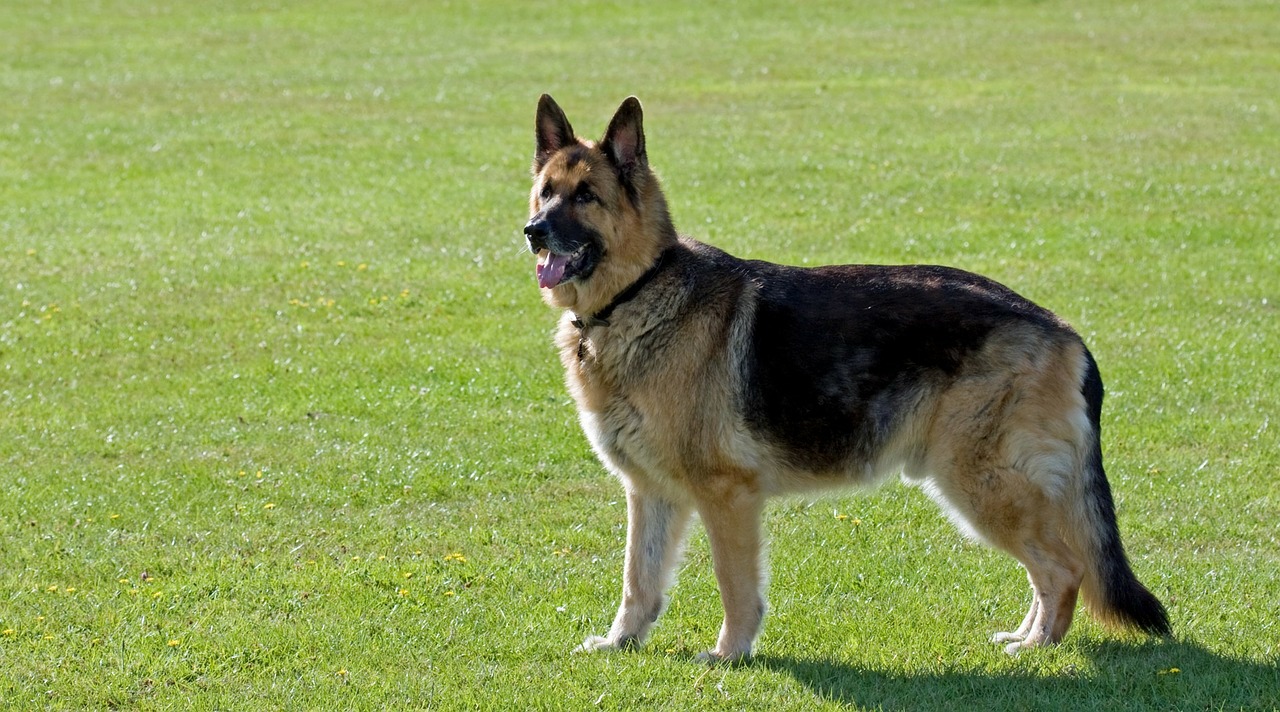 Image - dog german shepherd alsatian animal