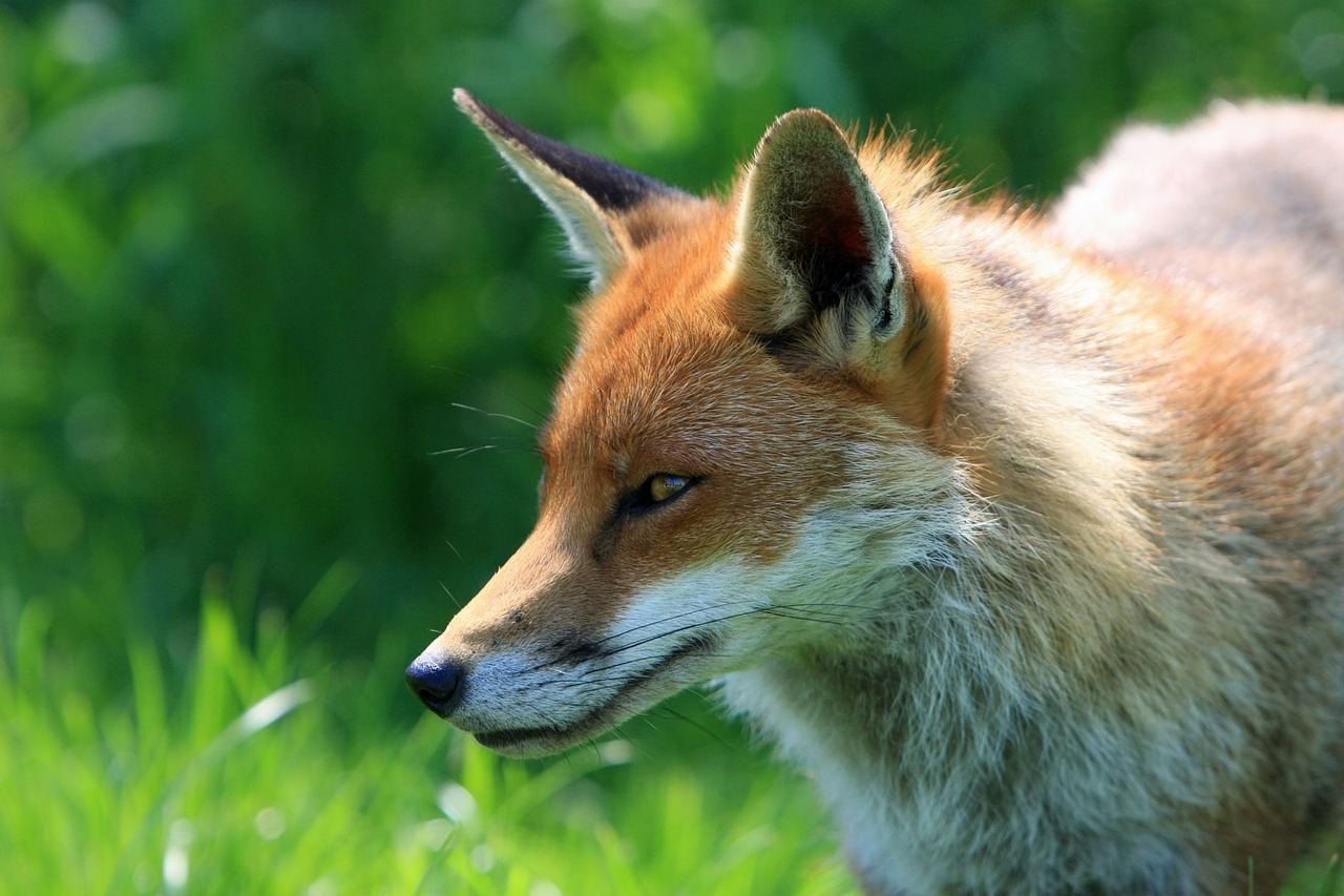 Image - fox red fox animal wild wildlife