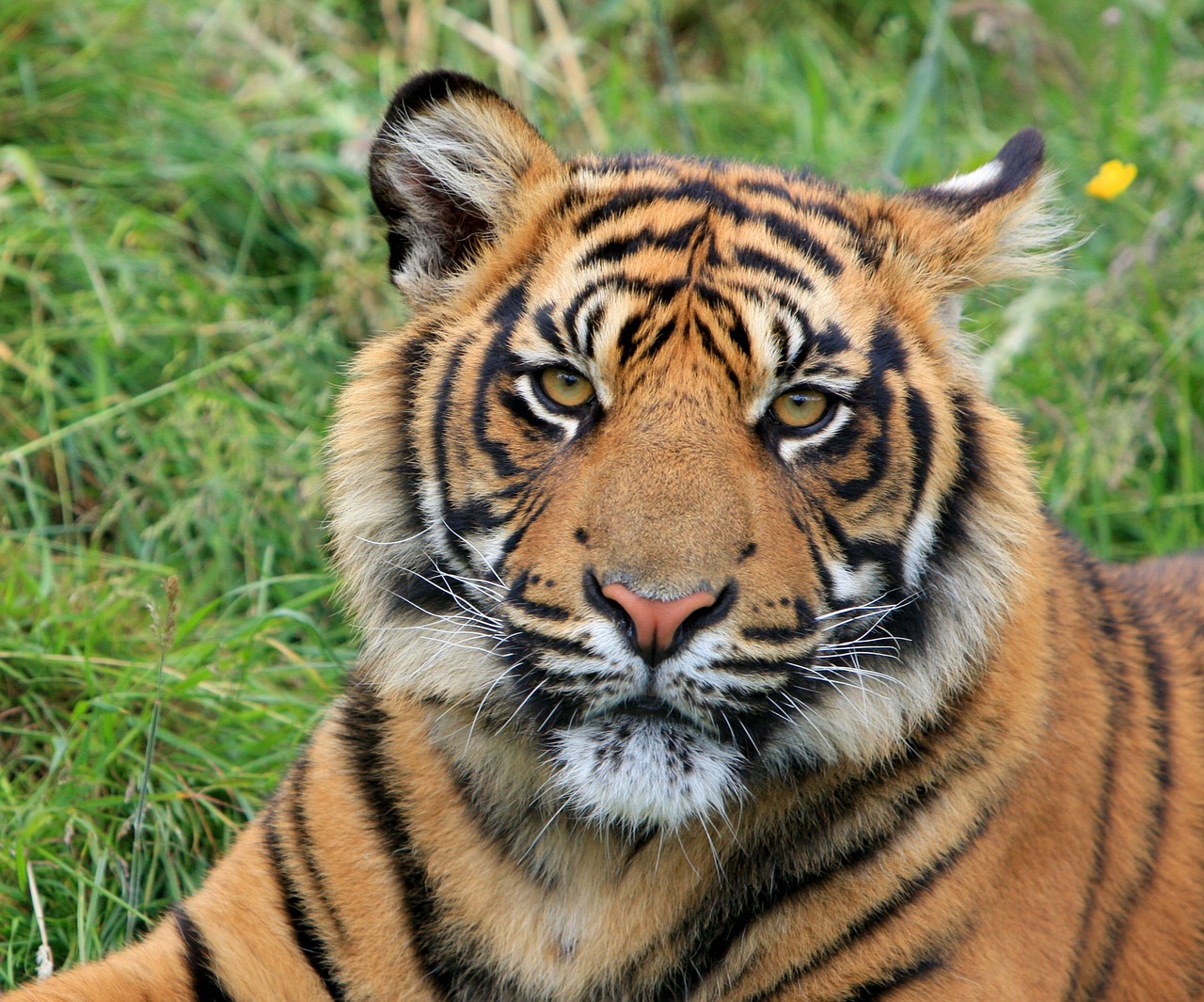 Image - tiger sumatran animal wild