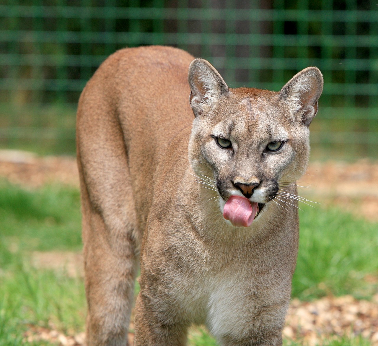 Image - cougar puma mountain lion animal