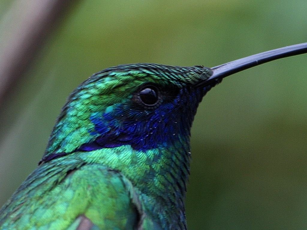 Image - hummingbird trochilidae blue green