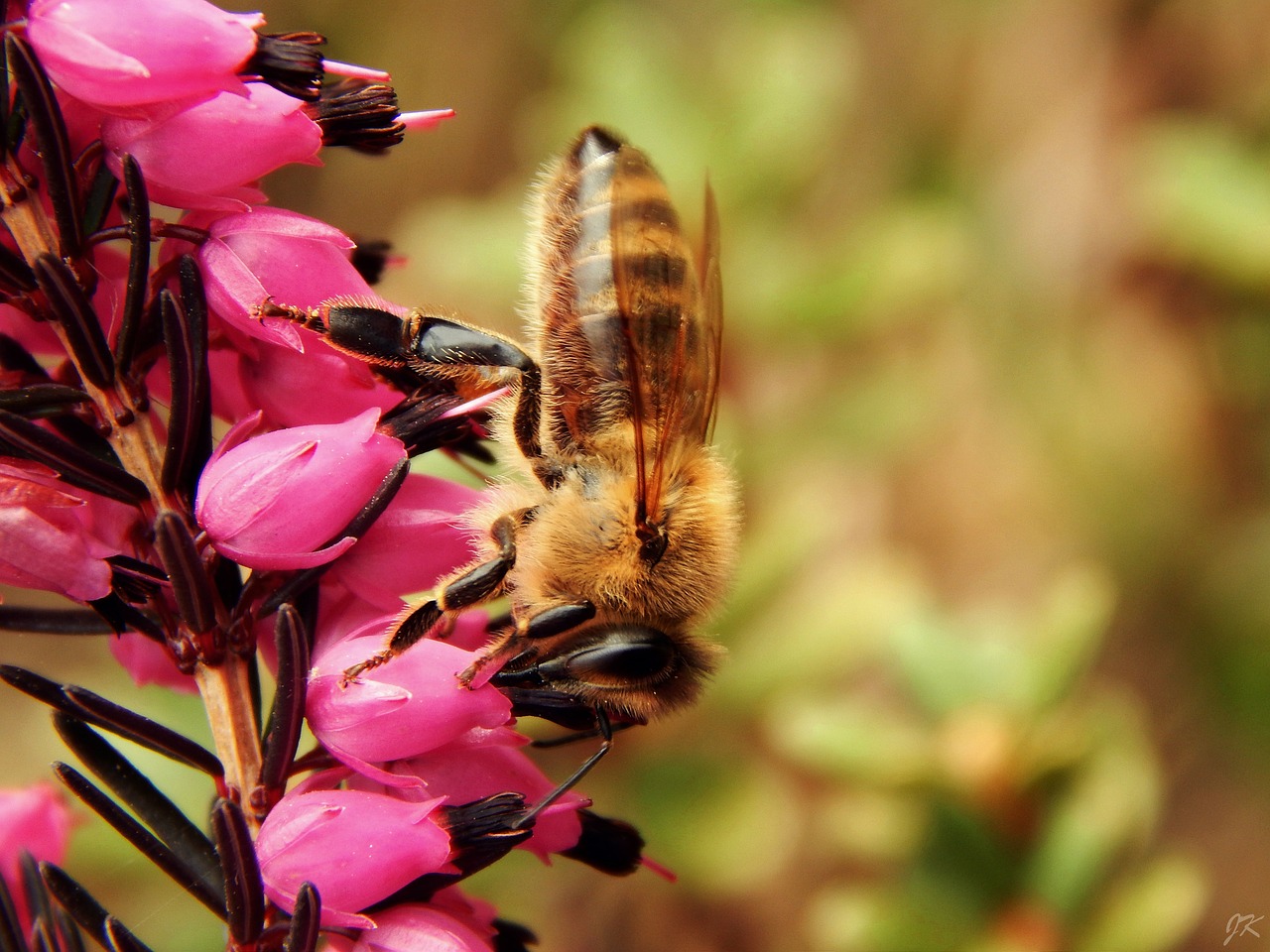 Image - bee macro spring nature garden