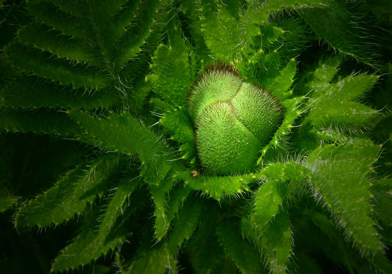 Image - bud plant poppy ornamental plant