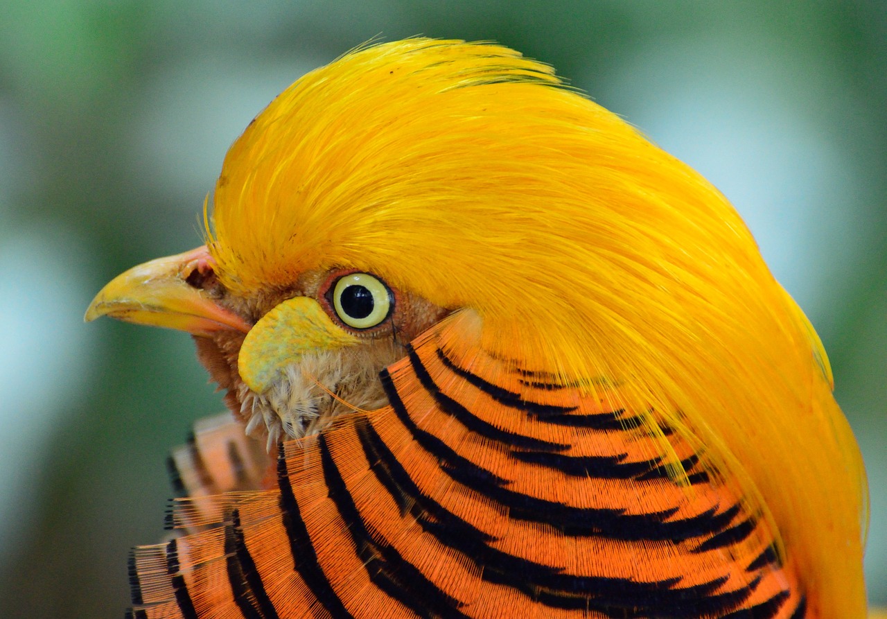 Image - golden pheasant bird exotic