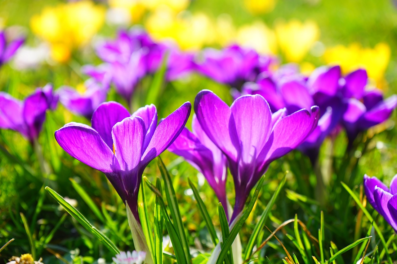 Image - crocus flower spring bühen purple