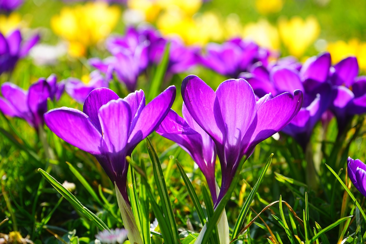 Image - crocus flower spring bühen purple