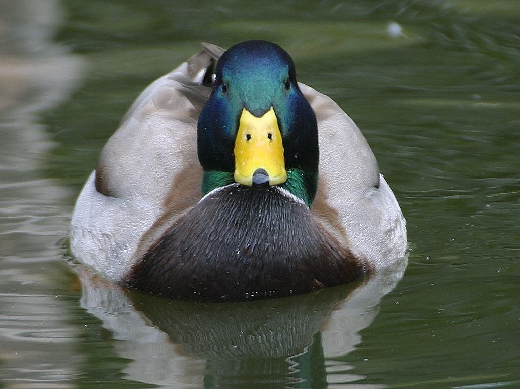 Image - drake duck mallard bird water