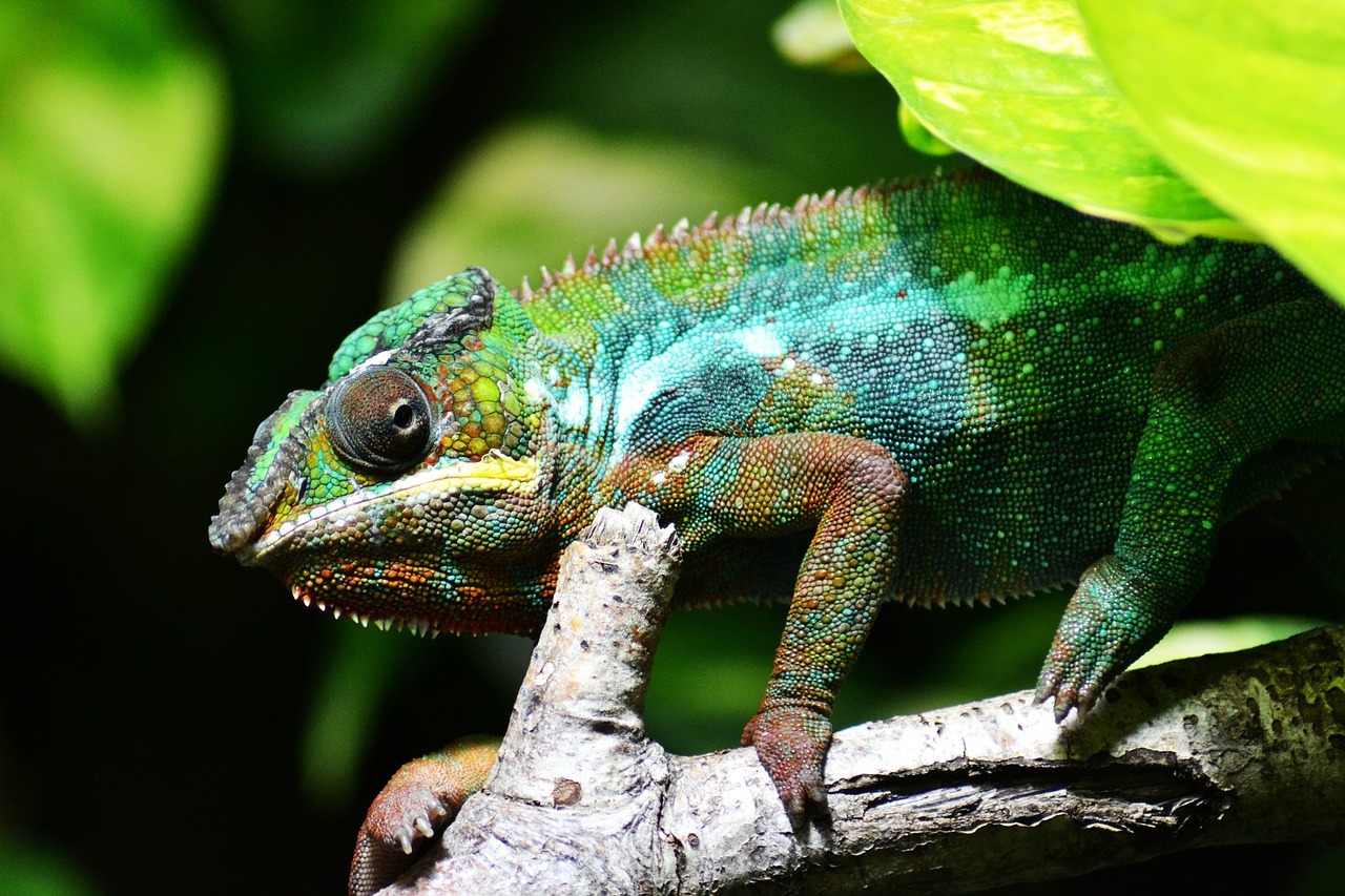 Image - chameleon lizard multi coloured