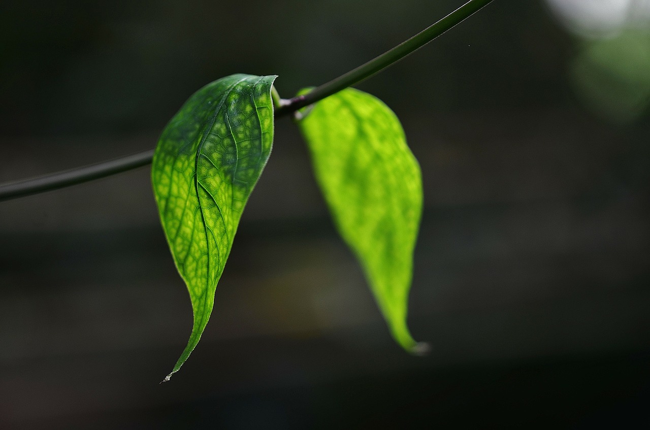 Image - leaf leaves colorful green macro