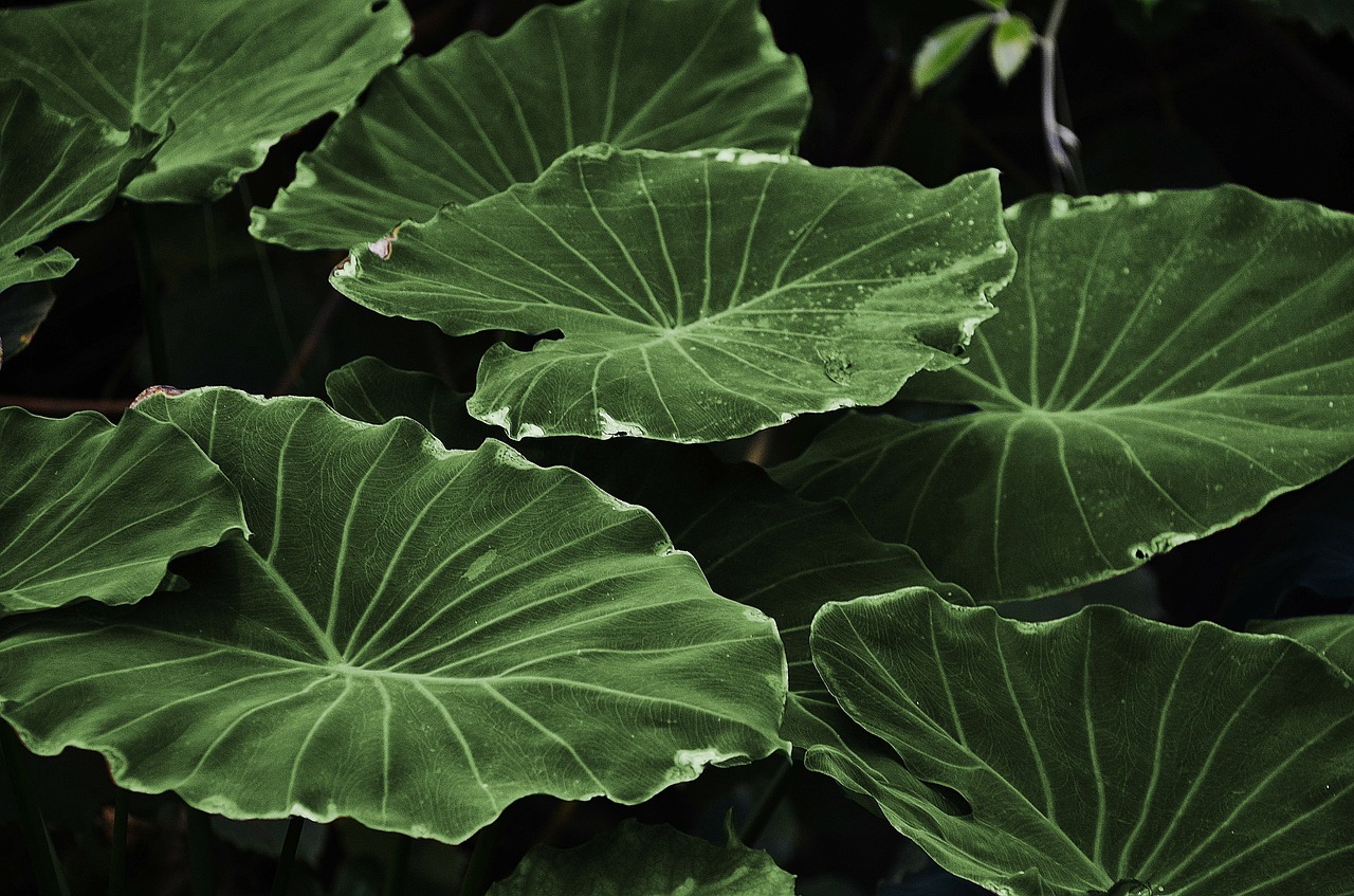 Image - leaf leaves colorful green macro