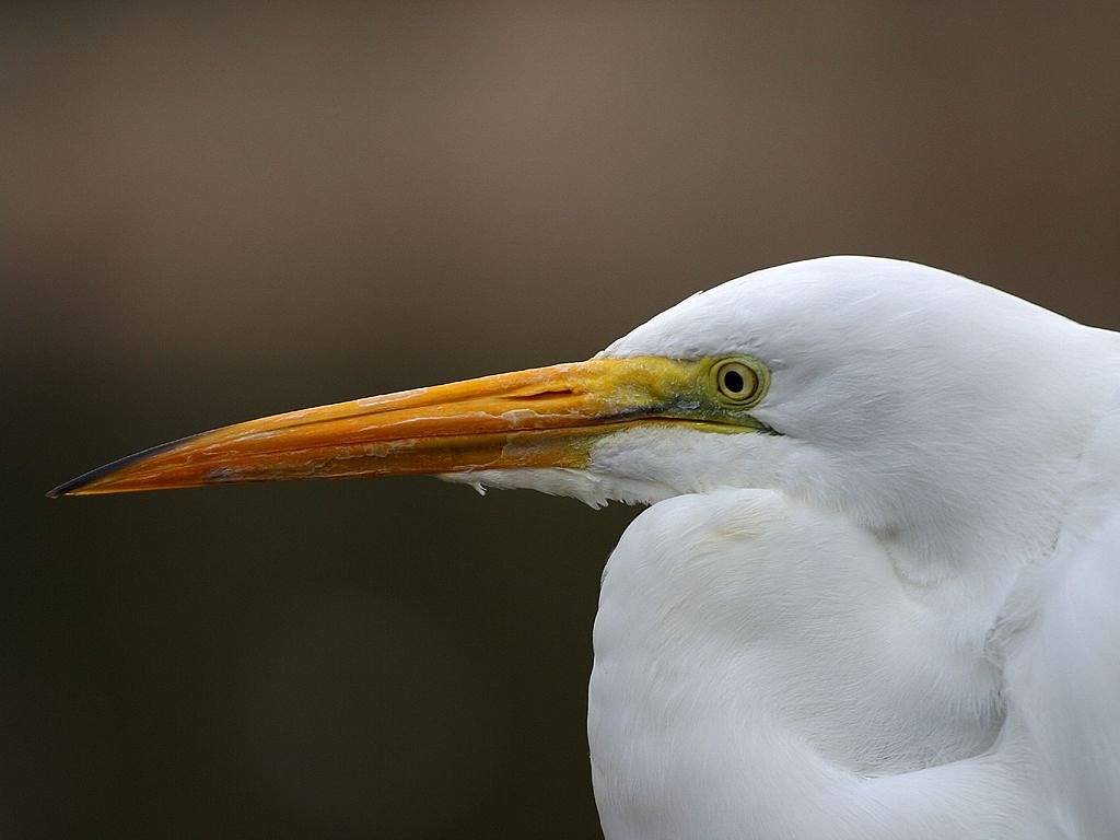 Image - heron head heron close head white