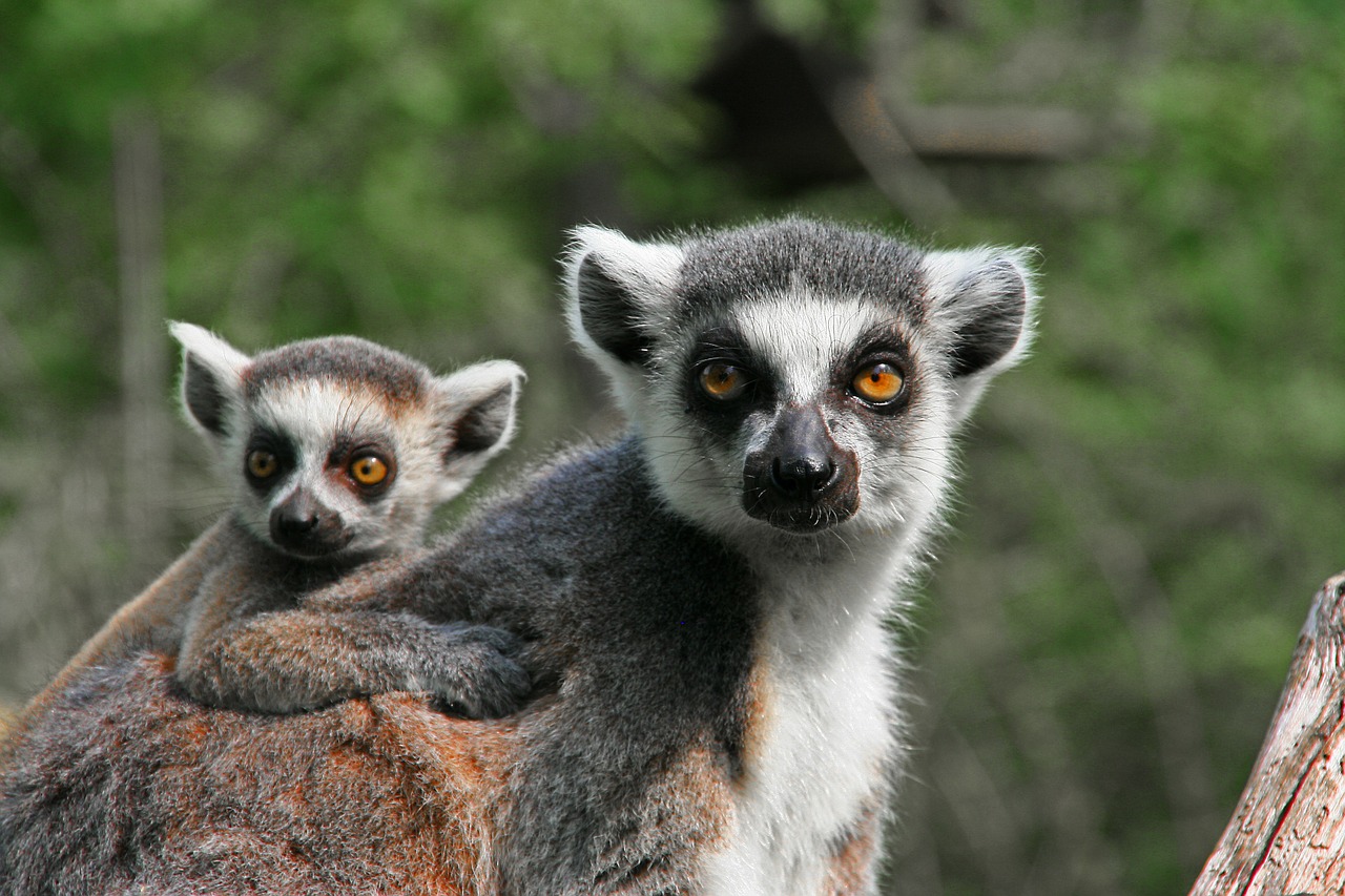 Image - lemur ape mother with child animal