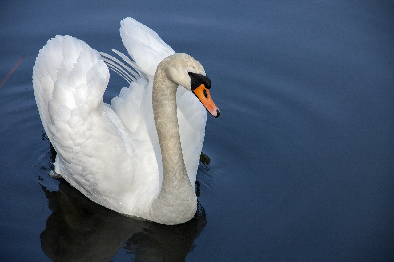 Image - swan water bird nature water