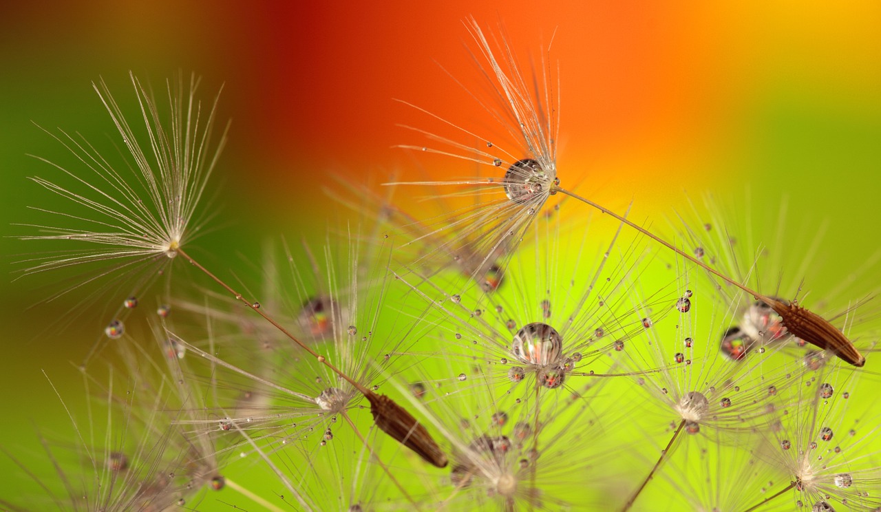 Image - dandelion green orange nature