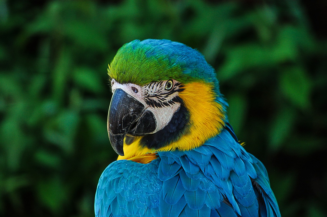 Image - parrot colorful plumage portrait