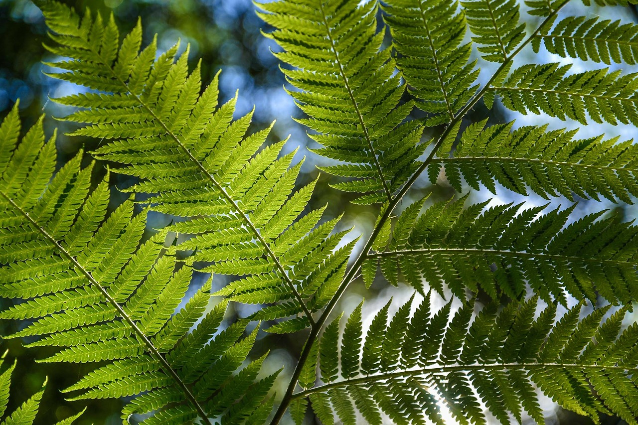 Image - tree fern rainforest foliage