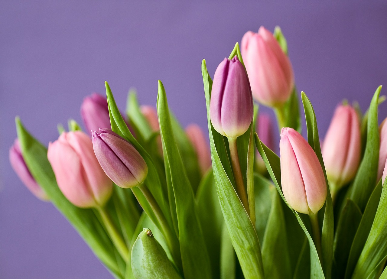 Image - tulips flowers tulip bouquet violet