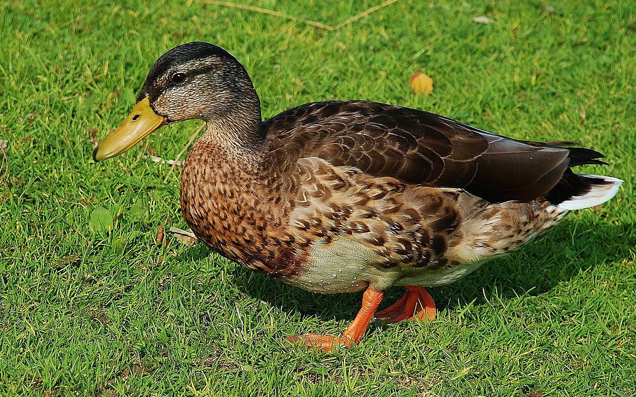 Image - duck ducks animal pets water bird