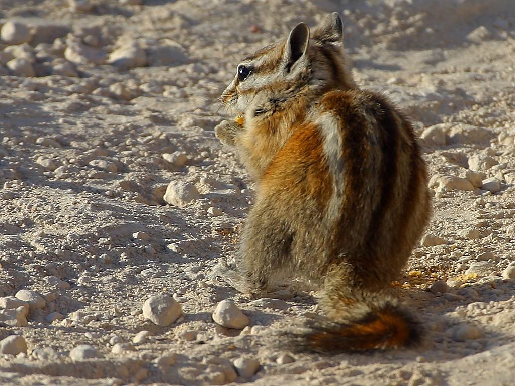 Image - chipmunk squirrel nager tail