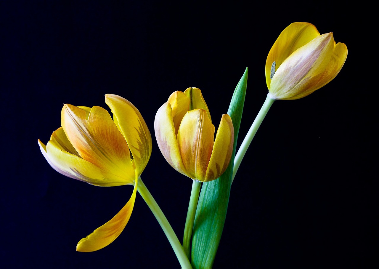 Image - tulip spring flowers yellow