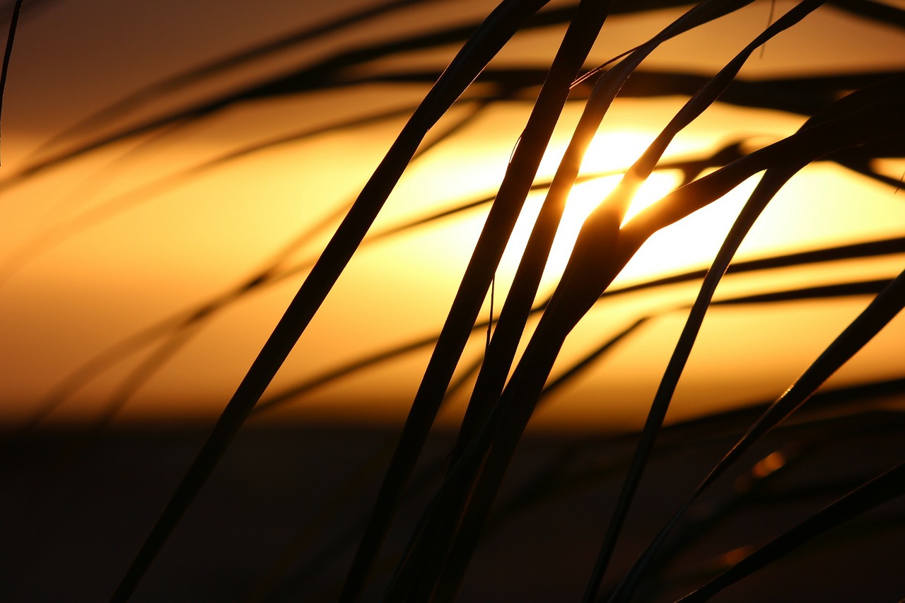 Image - cape verde sunset palm tree