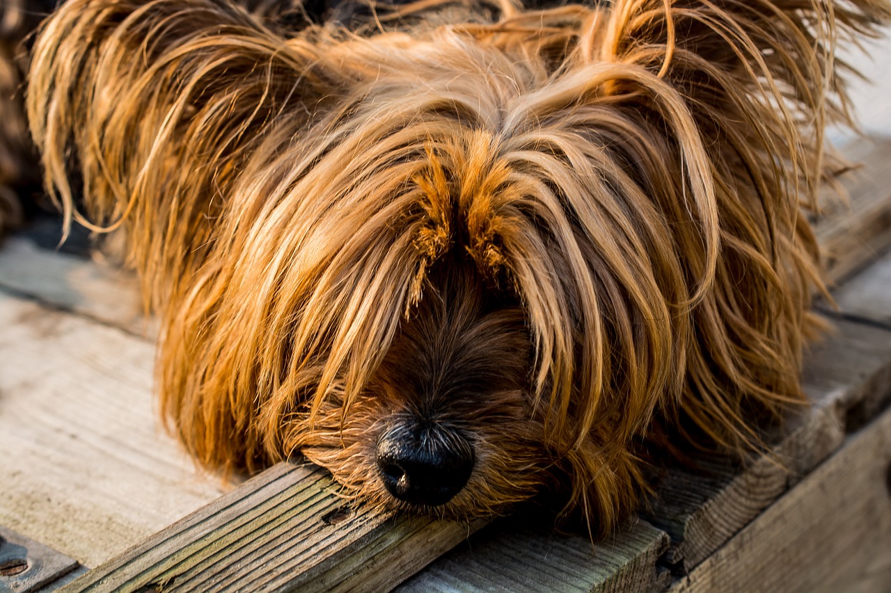 Image - yorkshire terrier dog small dog