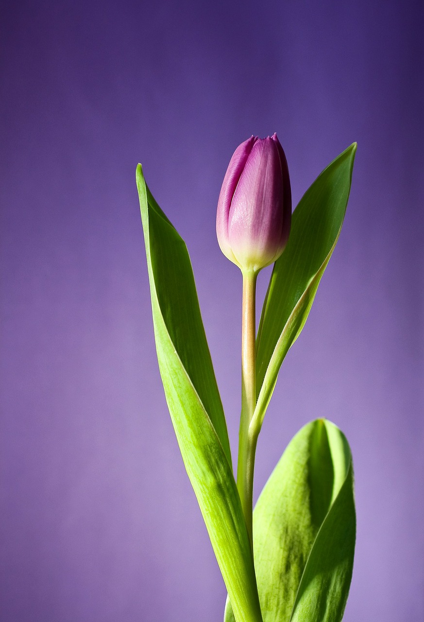 Image - tulip flower bloom pink flowers