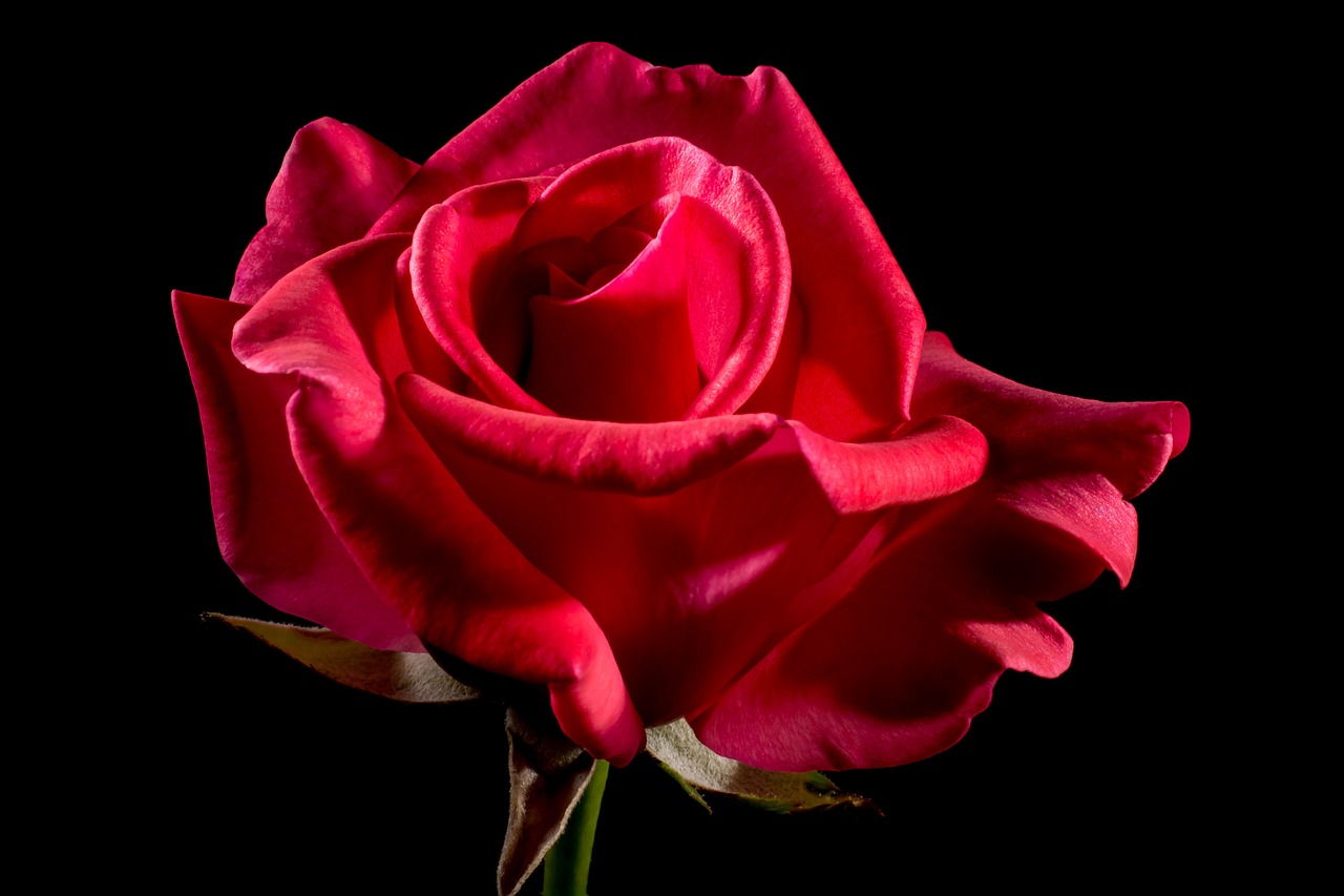Image - red rose rose rose bloom blossom